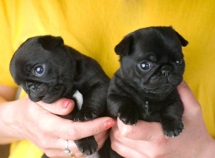 two small black puppies being held in their hands