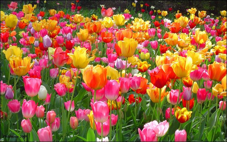 many different colored tulips in a field