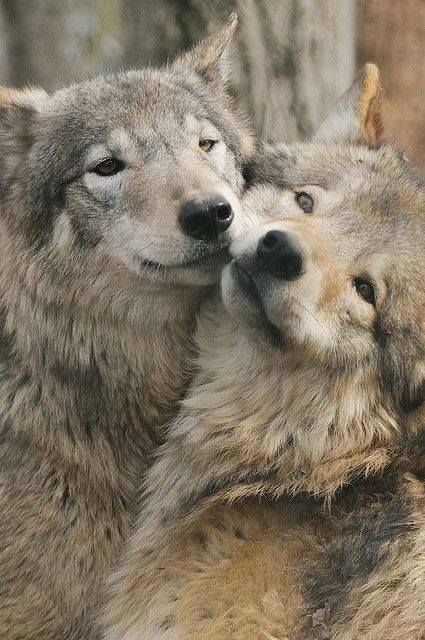 wolf snuggle | Awwwwww | Wolf love, Wolf mates, Animals