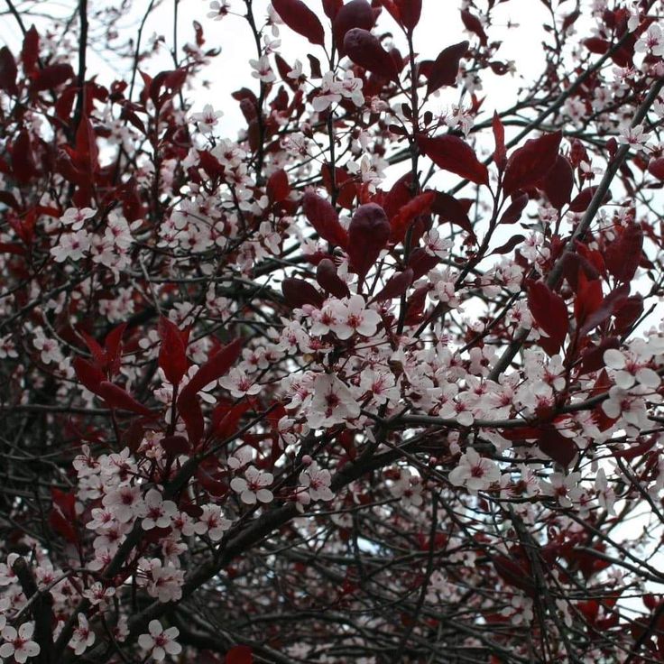 red and white flowers are blooming on the tree