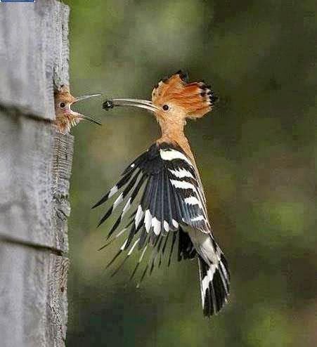 a bird with its beak open and another bird eating from it's mouth next to a tree