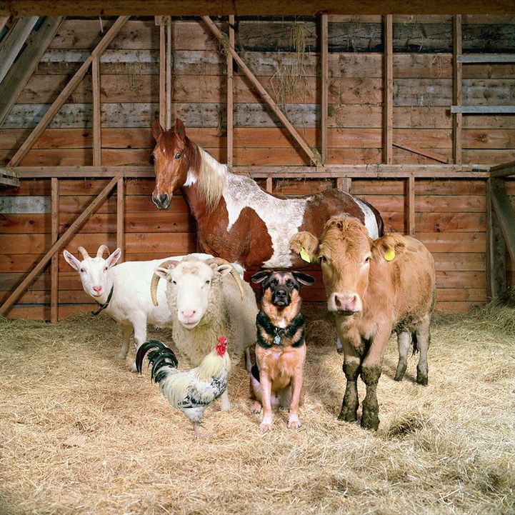 a group of farm animals standing next to each other