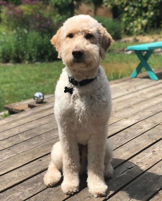 a small white dog sitting on top of a wooden deck