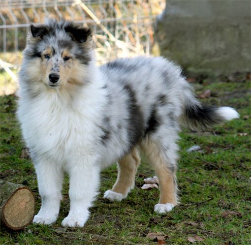 a dog standing in the grass next to a tree stump and looking at the camera