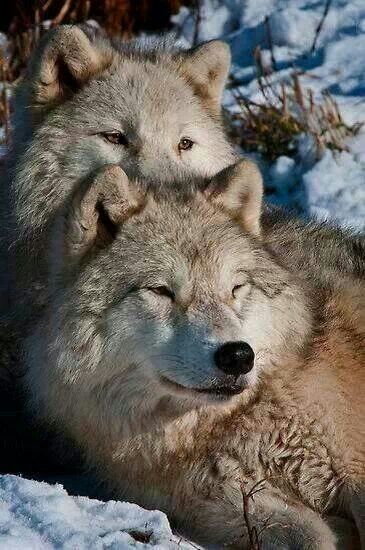 Wolf Couple::Wolves Mate for Life.. . | World Of Wolves | Arctic wolf ...