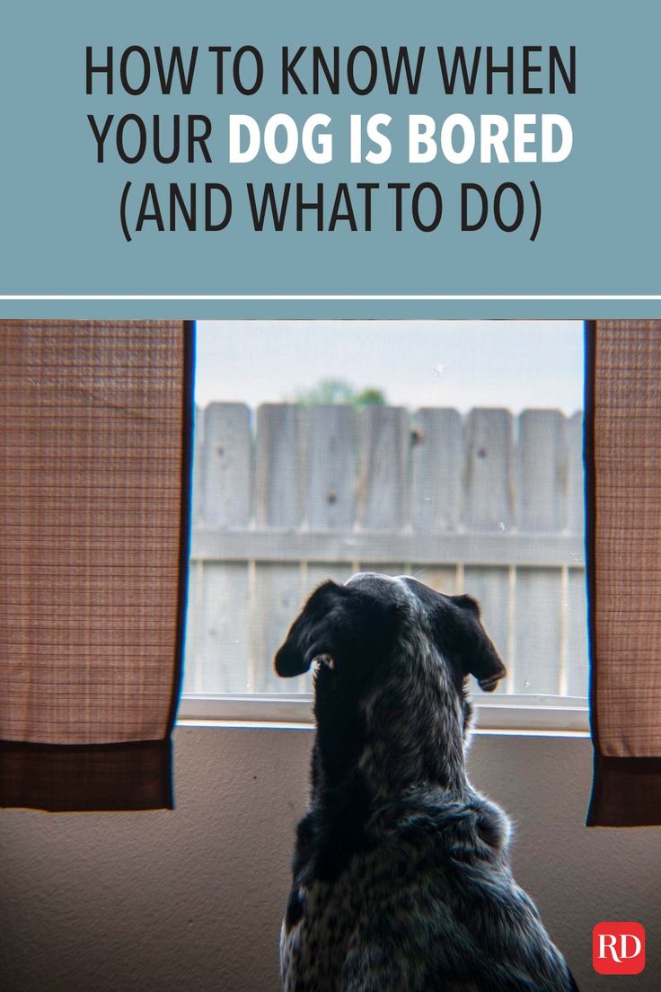 a black dog sitting in front of a window with the words how to know when your dog is bored and what to do