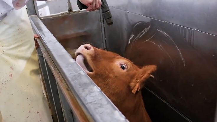 a cow sticking its head out of a metal container