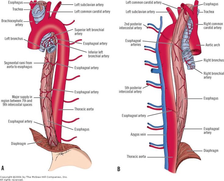 the anatomy of the heart and blood vessels