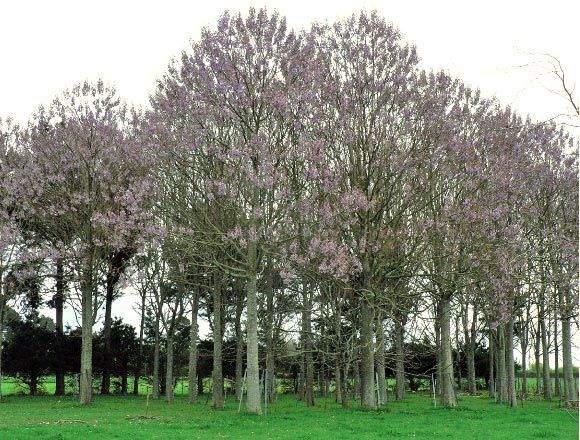 the trees are blooming very nicely in the field