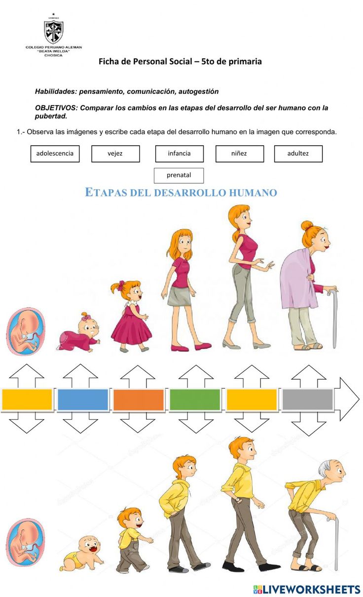 Ejercicio de Las etapas del ser humano y la pubertad | Etapas del ...