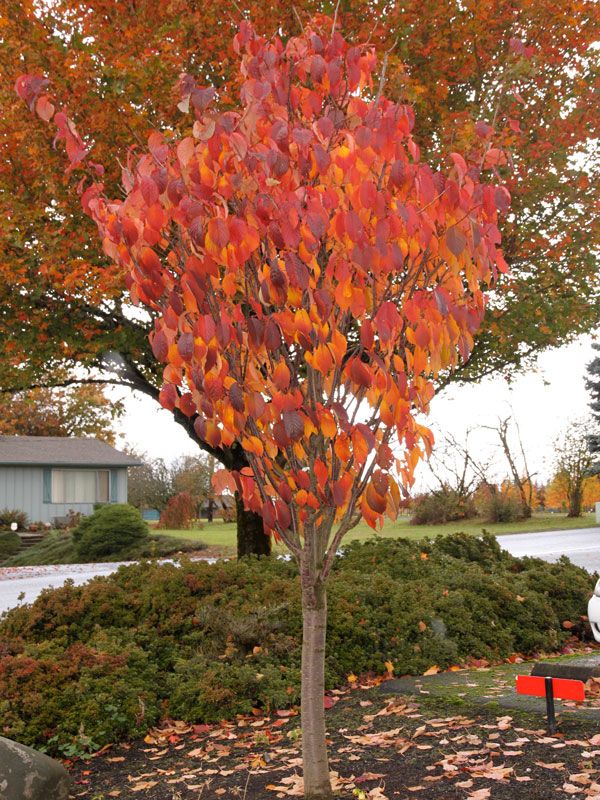 a tree with red leaves on it in front of a park bench and some bushes