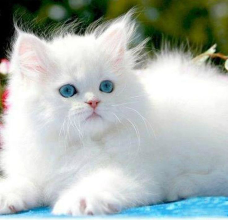 a white cat with blue eyes looking at the camera