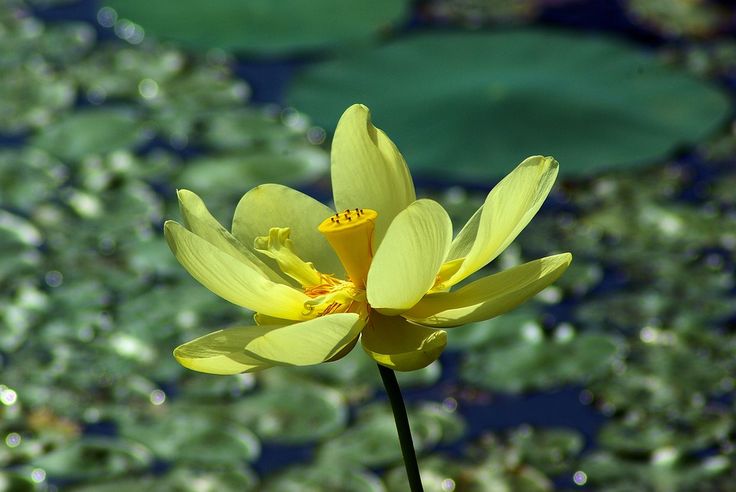 a yellow flower is in the middle of some lily pads and water lilies are behind it