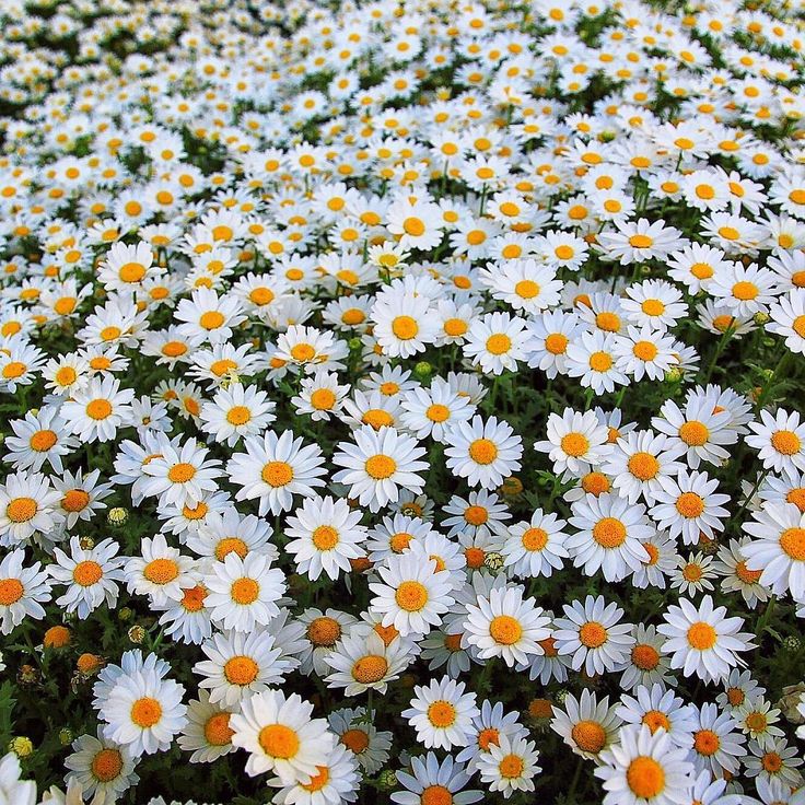 many white and yellow daisies are growing together