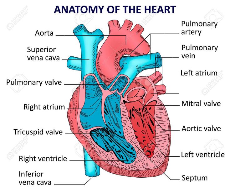 Image Result For Anatomy Of The Heart Heart Anatomy Human Heart Anatomy Heart Anatomy Drawing