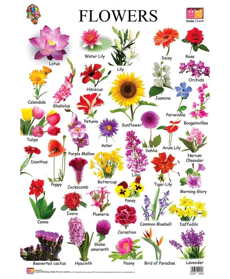 a poster with flowers on it and the names of them in different colors, sizes and shapes