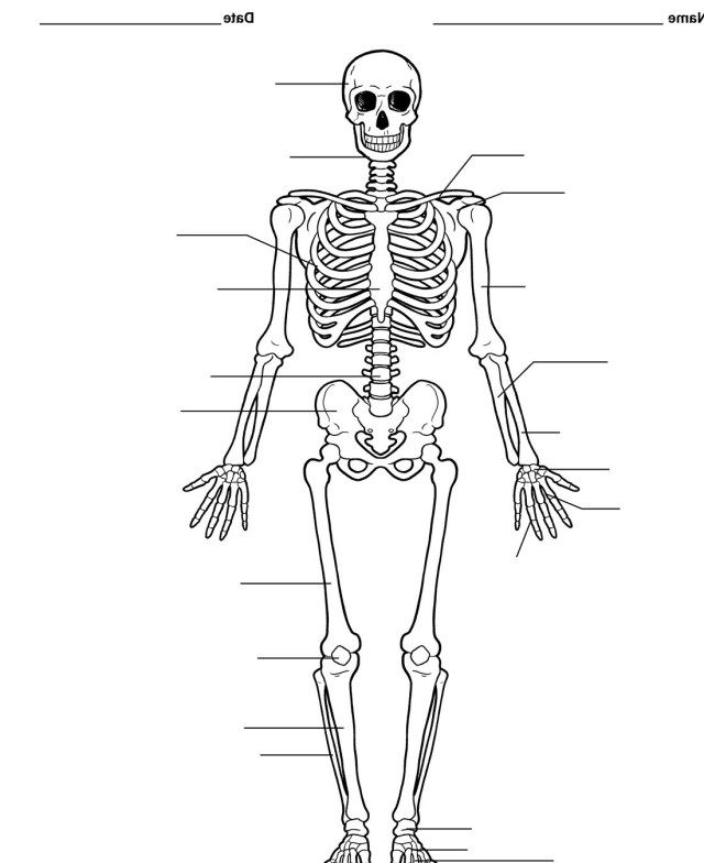 Blank Skeleton Printable