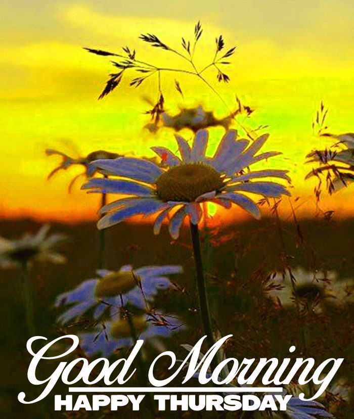 the sun is setting and there are daisies in the foreground with words good morning happy thursday