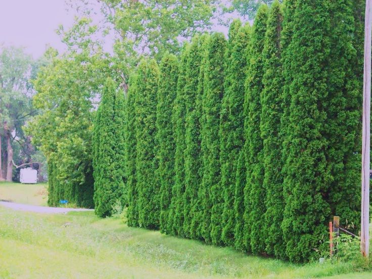 a tall green hedge next to a road