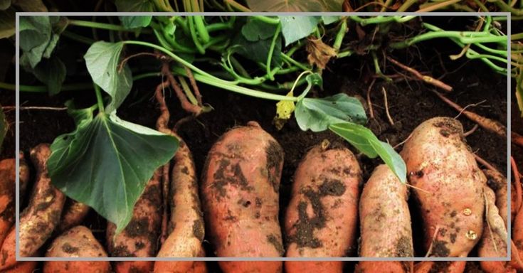 there are many carrots that have been dug into the ground with dirt on them