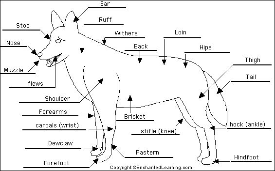 the anatomy of a dog's body and its parts labeled in black and white