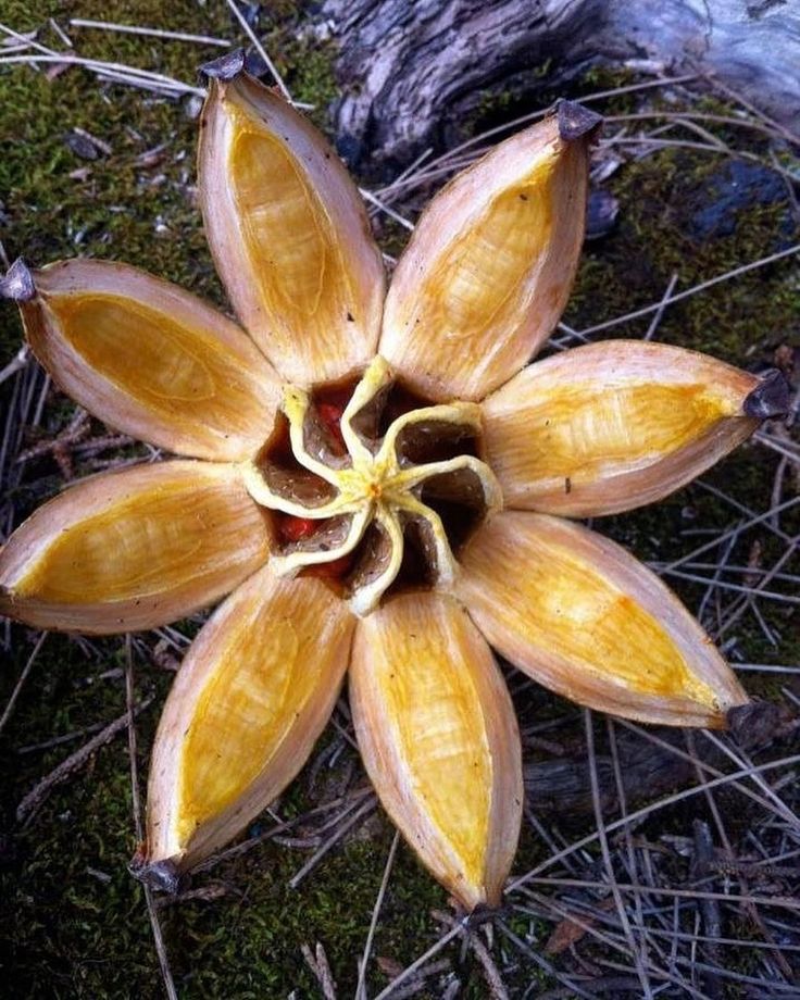 a flower that is sitting on the ground