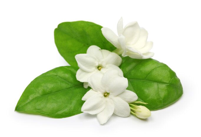 some white flowers and green leaves on a white background