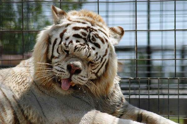 a white tiger laying on its back with it's mouth open