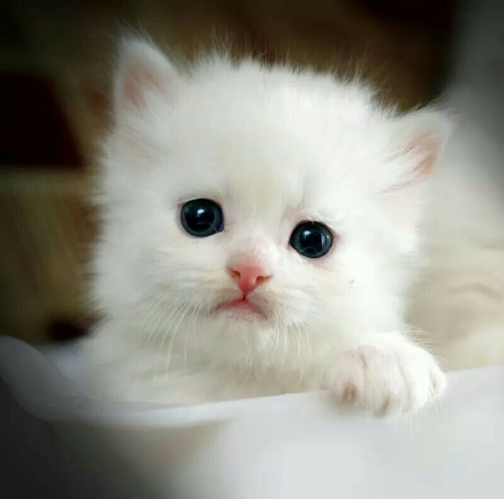 a small white kitten with blue eyes laying on top of a bed looking at the camera