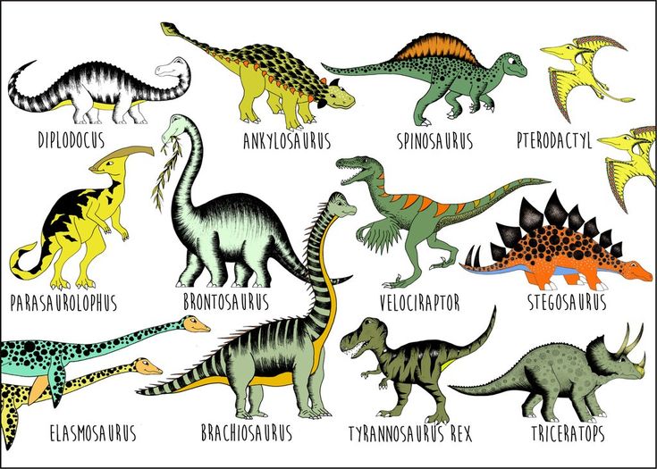 Dinosaur Name Chart / Large / 50cm x 70cm | Dino Raw | Dinosaur ...