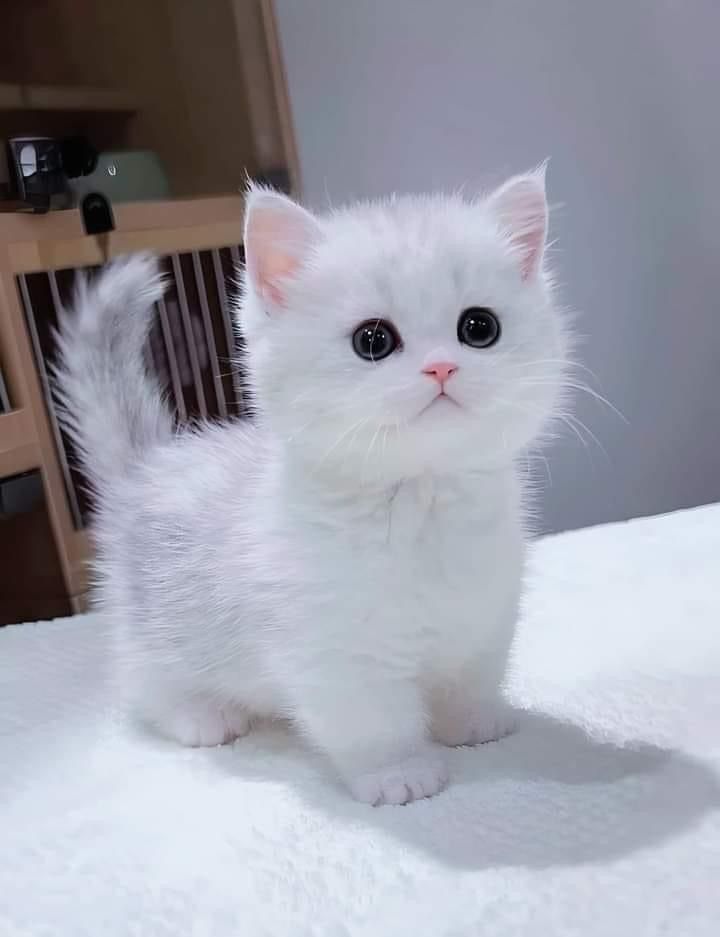 a small white kitten standing on top of a bed