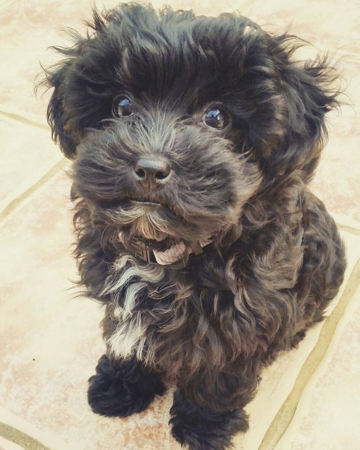 a small black dog sitting on top of a tile floor