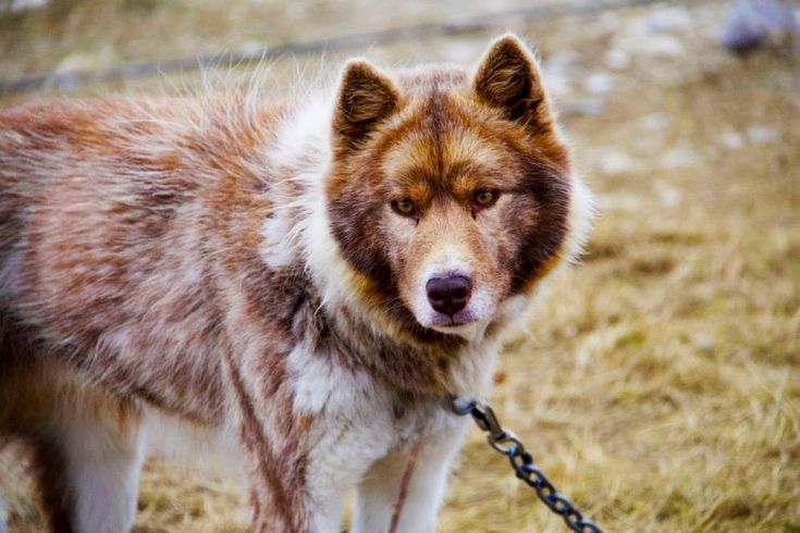 a brown and white dog standing on top of a grass covered field next to a chain