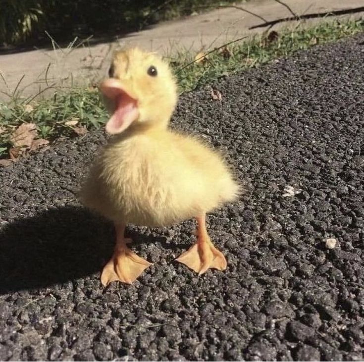 a small duckling is standing on the road and yawning with its mouth open