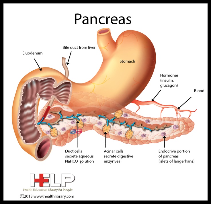 the pancreas and its functions