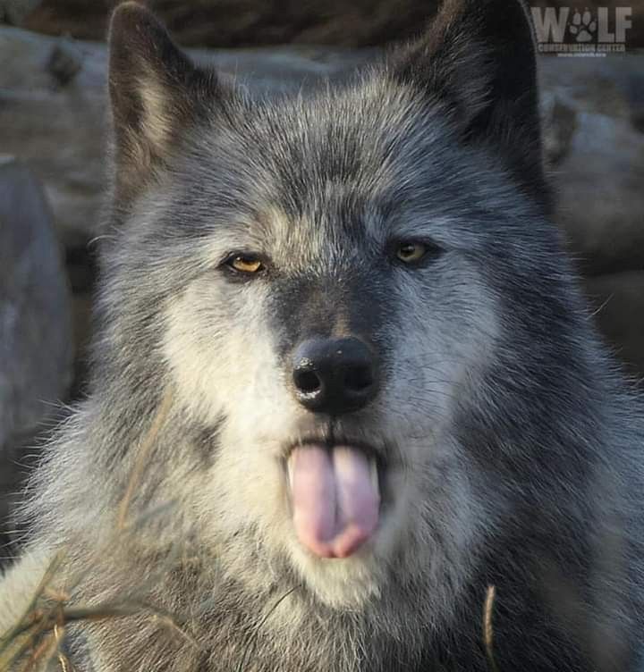 Pin by Fran Pearlman on wolves | Funny wolf, Wolf world, Wolf husky image.