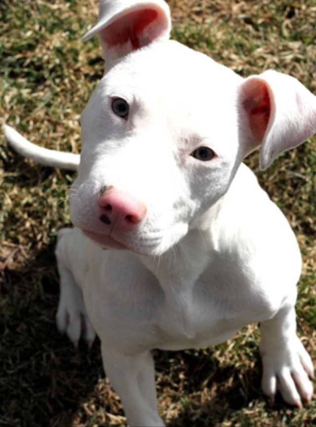 a white dog is sitting in the grass