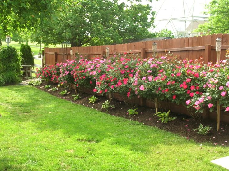 the flowers are blooming in the garden by the wooden fence and trees on the other side