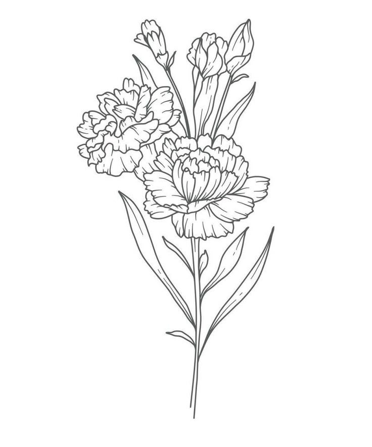 the outline of a flower on a white background