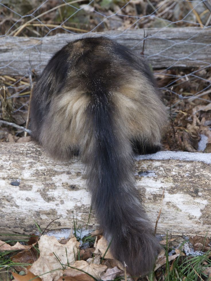 a long haired cat sitting on top of a log