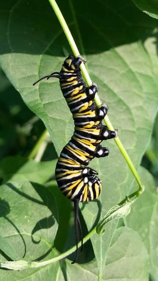 two black and yellow caterpillars on a green plant