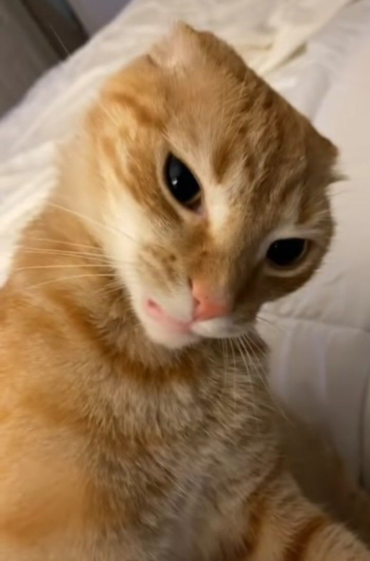 an orange cat sitting on top of a bed