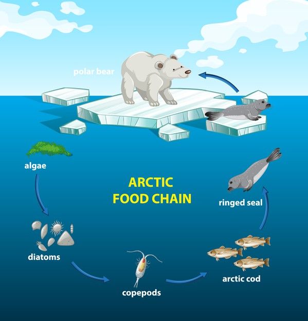 Cercle De La Chaîne Alimentaire Arctique | Vecteur Gratuite | Donde ...