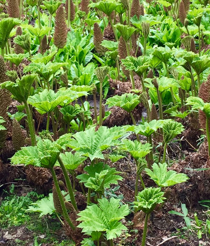 many green plants growing in the ground near some dirt and grass with one plant sticking out of it's center