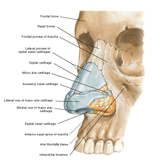 the bones of the head and neck are labeled with labels on each side of the skull