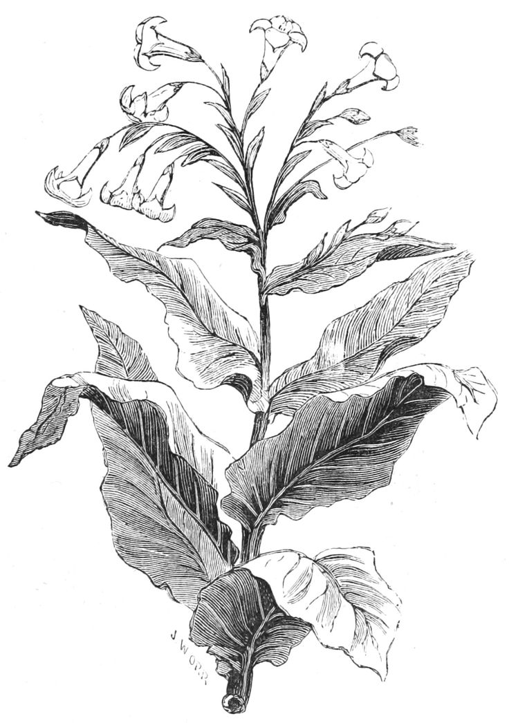 a drawing of a plant with leaves and flowers