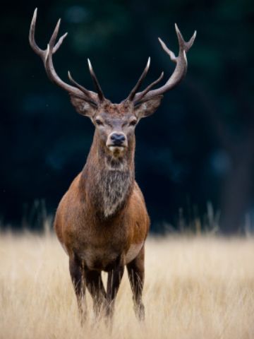 a large deer standing in the middle of a field