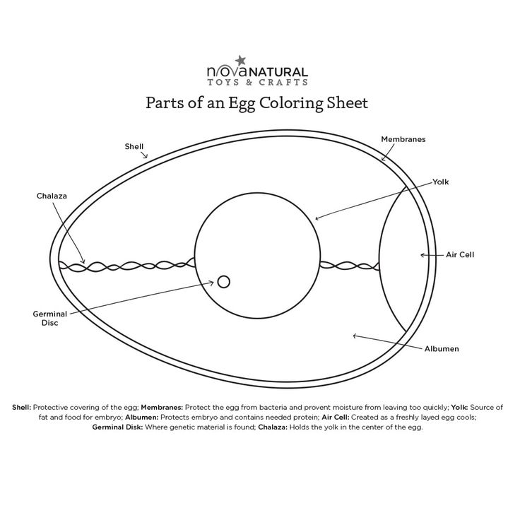 Parts of an Egg Coloring Page | Coloring eggs, Egg coloring page ...