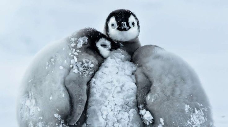 two penguins standing next to each other in the snow