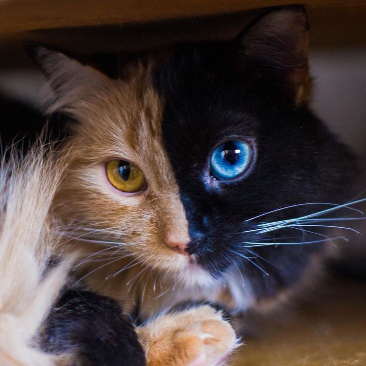 a close up of a cat laying on the ground with its paw under a table